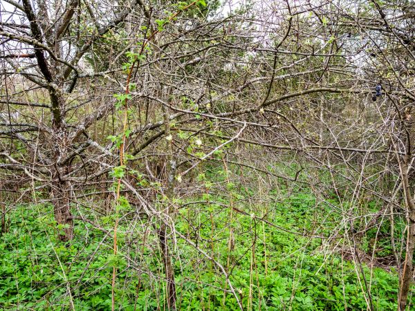 Underbrush Clearing in Milton