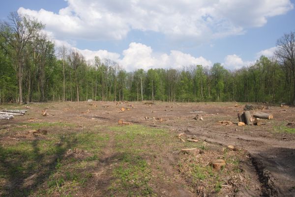 Cost of Pasture Clearing in Milton