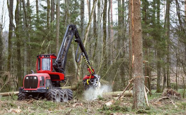 Cost of Forest Clearance Service in Milton