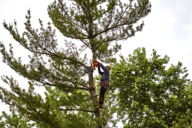 Tree Removal Process